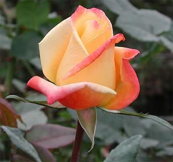 Роза "Альмера голд"(Almera gold)